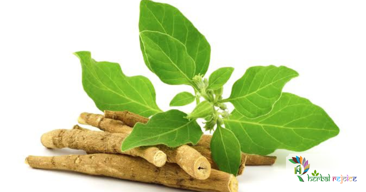 Ashwagandha for rejuvenation, vitality, boosting immune system