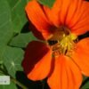scientific name : Trapoleum majus common name : Garden Nasturtium Uses : can be used to boost the body's immunity, alleviate catarrh, and expel phlegm. The flowers are effective in healing wounds.