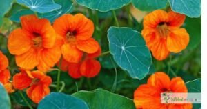 scientific name : Trapoleum majus
common name : Garden Nasturtium
Uses : can be used to boost the body's immunity, alleviate catarrh, and expel phlegm. The flowers are effective in healing wounds.
