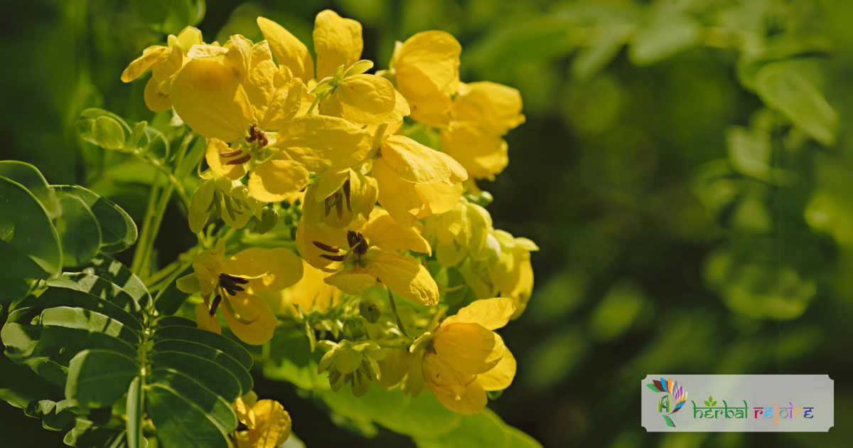 Scientific name : Cassia anguistifolia common name : indian senna Uses : laxative, purgative