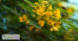 Scientific Name : Cassia Anguistifolia 
Common Name : Senna
 Uses : constipation, fever, hiccups, amoebic dysentery