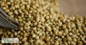 scientific name : Coriandrum sativum
common name : coriander
uses : digestion, relieve stomach discomfort, alleviate gas, bloating, promotes urine production and to treat gastroenteritis and measles.