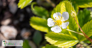 scientific name : Bacopa monnieri common name : brahmi uses : insomnia, anxiety, boosting memory