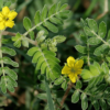 scientific name : Tribulus terrestris common name : Gokharu uses : calculus infections, urolithiasis, crystalluria, urinary discharges, pruritis, and as a tonic for sexual inadequacy.