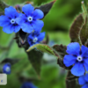 scientific name : Alkanna tinctoria common name : alkanet uses : anti-inflammatory, antimicrobial, wound-healing and ulcers.