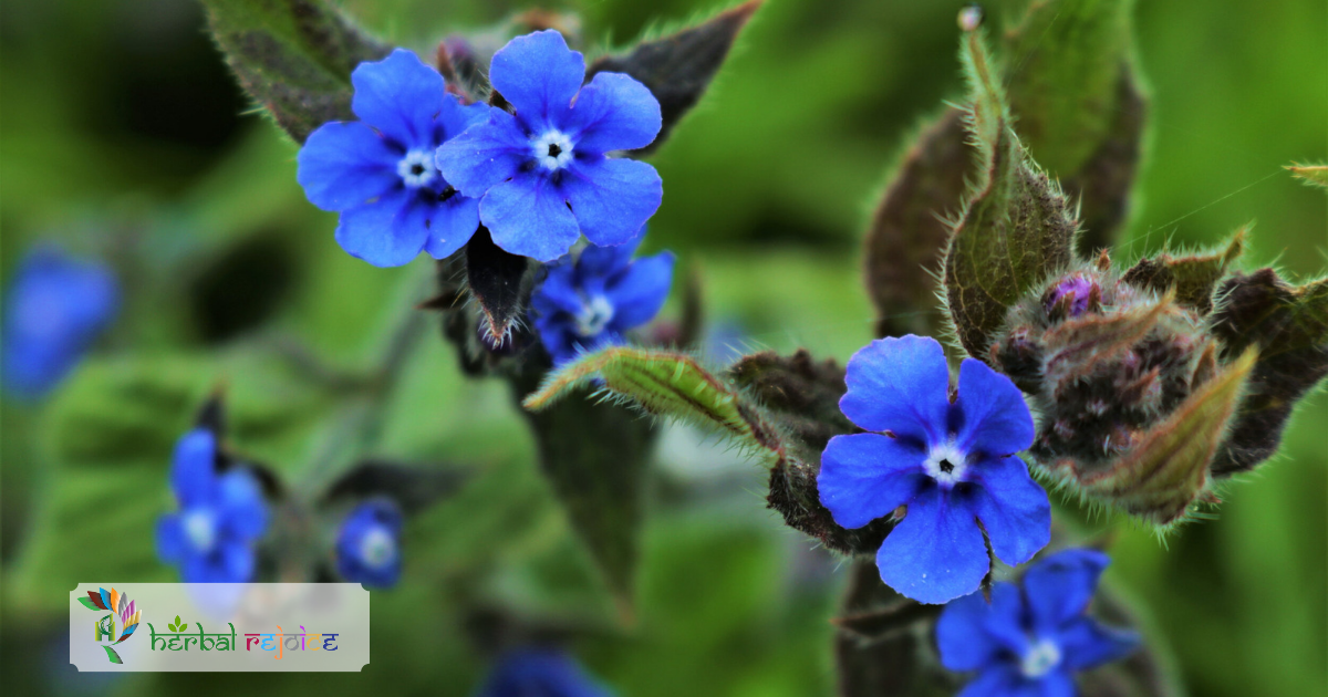 scientific name : Alkanna tinctoria common name : alkanet uses : anti-inflammatory, antimicrobial, wound-healing and ulcers.