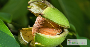 scientific name : Juglans regia
common name : walnut
uses : laxative, herpes, eczema, ulcers