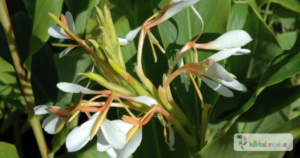 scientific name : Hedychium spicatum
common name : spiked ginger lily
uses : carminative, spasmolytic, hepatoprotective, anti-inflammatory, antiemetic, antidiarrheal, analgesic, expectorant, antiasthmatic, emmenagogue, hypoglycemic, hypotensive, antimicrobial, anthelmintic, and insect repellent properties. 