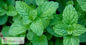 scientific name : Mentha piperata
common name : peppermint
uses :indigestion, colic, and cough and cold.
