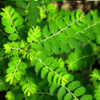 scientific name : Phyllanthus niruri common name : chanca piedra uses : muscle spasms, cramps, menstrual cramps, gastrointestinal spasms, and muscle pain, fever and various kinds of infections.