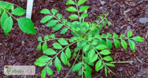scientific name : Murraya koenigi
common name : curry leaf
uses : appetite and digestion, destroy pathogenic organisms, and have antidysenteric properties, skin eruptions.