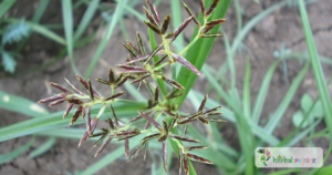 scientific name : Cyperus rotundus
common name : Nagarmotha
uses : indigestion, diarrhea, dysentery, joint pain, reduce inflammation, rheumatic conditions, reduce fever and regulates menstrual health.