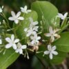 scientific name : Holarrhena antidysenterica common name : Ivory tree uses : dysentery, helminthic disorders, colic, dyspepsia, piles, and diseases of the skin and spleen. 