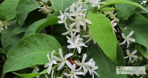 scientific name : Holarrhena antidysenterica
common name : Ivory tree
uses : dysentery, helminthic disorders, colic, dyspepsia, piles, and diseases of the skin and spleen. 
