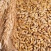 scientific name : Hordeum vulgare common name : Barley uses : demulcent food during the recovery period in cases of bowel inflammation and diarrhea.