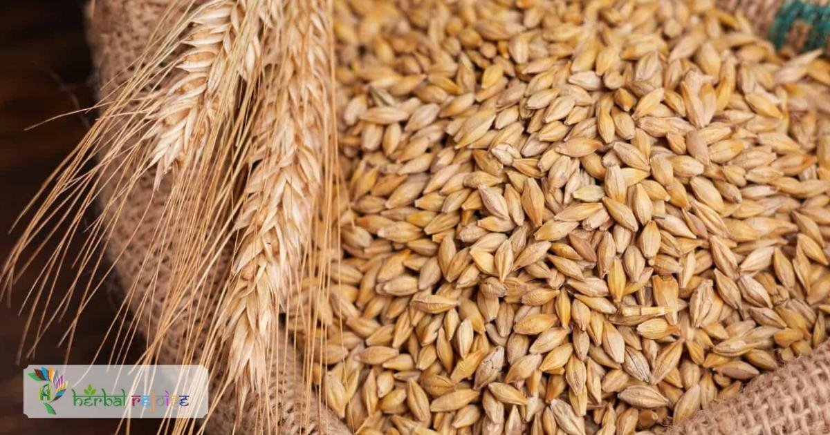 scientific name : Hordeum vulgare common name : Barley uses : demulcent food during the recovery period in cases of bowel inflammation and diarrhea.