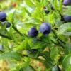 scientific name : vaccinium myrtillus common name : bilberry uses : acute diarrhea and mild inflammation of the mucous membranes of the mouth and throat.