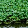 scientific name : ipomoea aquatica common name : swamp cabbage uses : arsenical or opium poisoning,waste water treatment