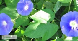 scientific name : ipomoea nil
common name : pharbitis seeds
uses : purgative and blood purifying actions