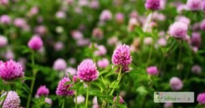 scientific name : Trifolium pratense
common name : red clover
uses : bronchitis, coughs, hard swellings, tumors.