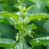 scientific name : urtica dioica common name : stinging nettle uses : urinary disorders, nose bleeds, uterine hemorrhage, sciatica, rheumatism, cholecystitis, and habitual constipation.