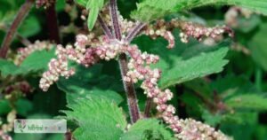 scientific name : urtica dioica
common name : stinging nettle
uses : urinary disorders, nose bleeds, uterine hemorrhage, sciatica, rheumatism, cholecystitis, and habitual constipation.