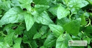 scientific name : tetragonia expansa
common name : new zealand spinach
uses : rich in calcium, phosphorus, iron, and vitamin content. It offers a unique flavor and is used to treat pulmonary and intestinal issues.