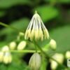 scientific name : thalictrum foliosum common name : pitarangaa uses : gout, rheumatism, and fevers. 