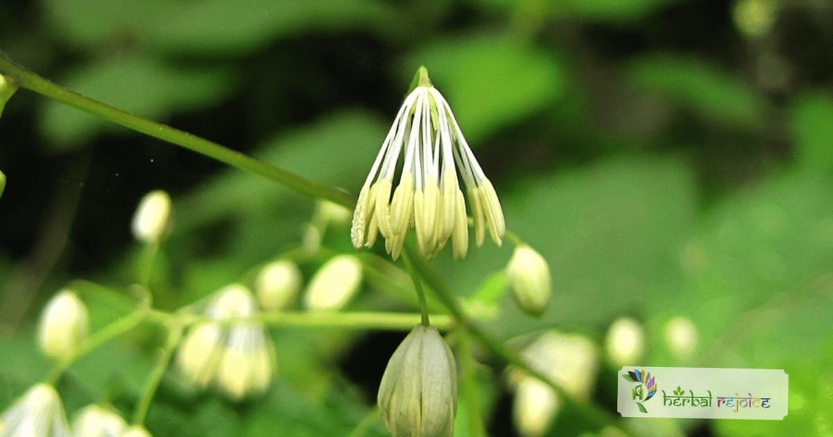 scientific name : thalictrum foliosum common name : pitarangaa uses : gout, rheumatism, and fevers. 