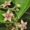 scientific name : Tylophora indica common name : indian ipecacuanha uses : bronchial asthma and allergic rhinitis