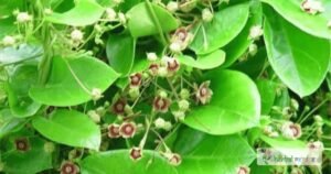 scientific name : Tylophora indica
common name : indian ipecacuanha
uses : bronchial asthma and allergic rhinitis