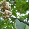scientific name : ulmus wallichiana common name : himalayan elm uses : effective remedy for gastric or duodenal ulcers. Its topical application helps promote healing of burns and skin eruptions