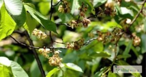 scientific name : ulmus wallichiana
common name : himalayan elm
uses : effective remedy for gastric or duodenal ulcers. Its topical application helps promote healing of burns and skin eruptions