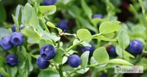 scientific name : vaccinium myrtillus
common name : bilberry
uses : acute diarrhea and mild inflammation of the mucous membranes of the mouth and throat.