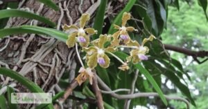 scientific name : vanda roxburghi
common name : raasnaa
uses: alleviate inflammation, treat liver disorders, and provide relief from various ailments such as rheumatism, dyspepsia.