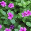 scientific name : Vinca rosea common name : madagascar periwinkle uses : used to treat testicular cancer, bladder cancer, breast cancer, lung cancer, and Hodgkin's lymphoma.