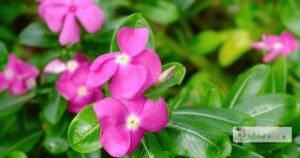 scientific name : Vinca rosea
common name : madagascar periwinkle
uses : used to treat testicular cancer, bladder cancer, breast cancer, lung cancer, and Hodgkin's lymphoma.