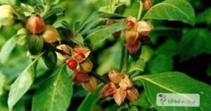 scientific name : Withania somnifera
common name : winter cherry, ashwagandha
uses : swelling, tumors, scrofula, and rheumatism and helps to alleviate anxiety neurosis.

