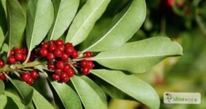 scientific name : Ilex paraguariensis
common name : mate tea
uses : to treat physical exhaustion, rheumatism, gout, and nervous headaches.