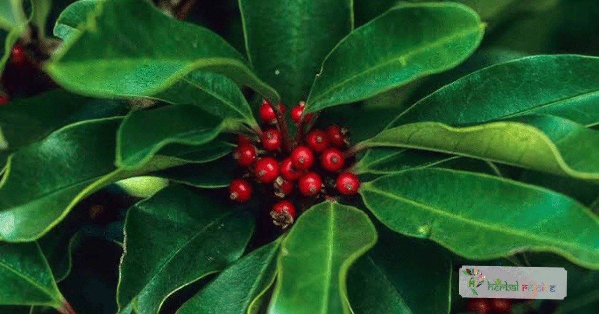 scientific name : Ilex paraguariensis common name : mate tea uses : to treat physical exhaustion, rheumatism, gout, and nervous headaches.