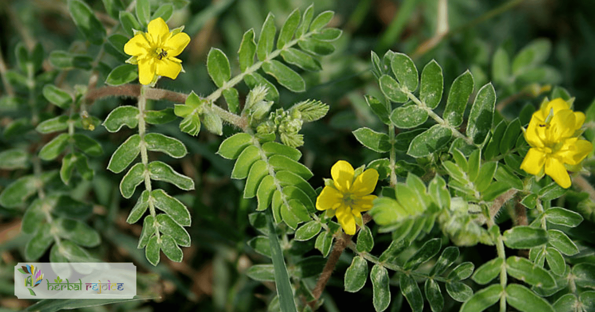 scientific name : Tribulus terrestris common name : Gokharu uses : calculus infections, urolithiasis, crystalluria, urinary discharges, pruritis, and as a tonic for sexual inadequacy.