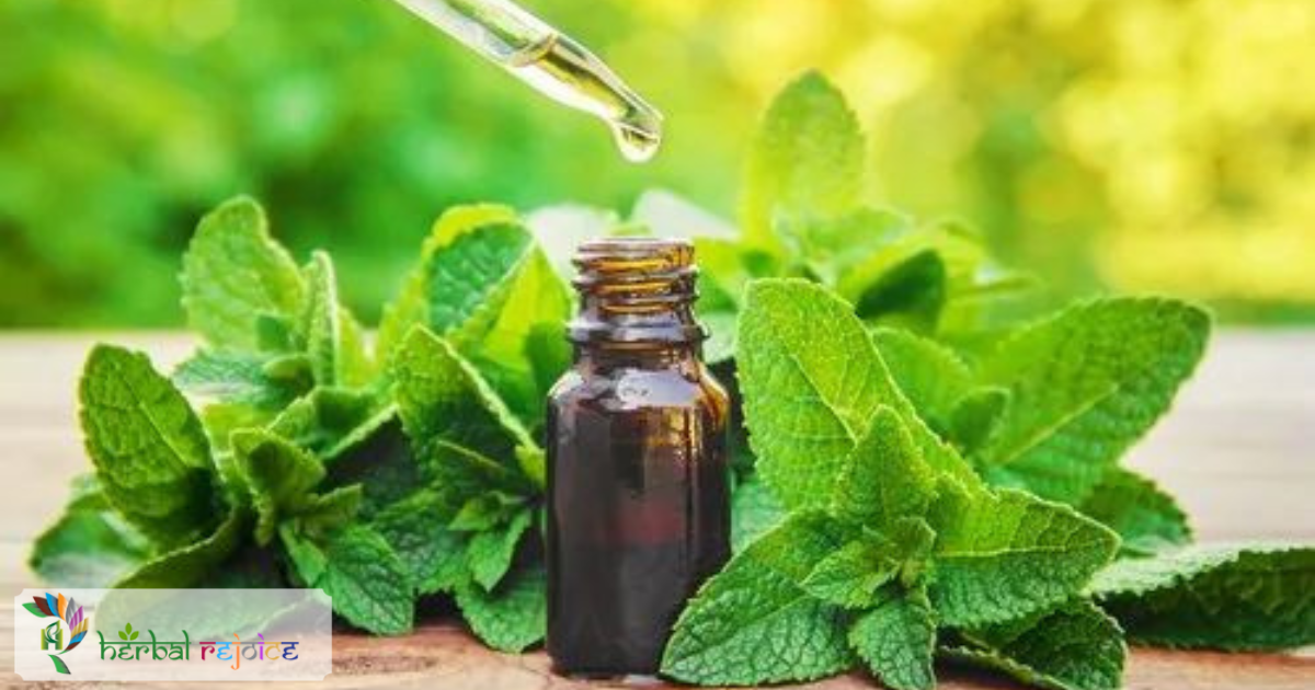 scientific name : Mentha piperata common name : peppermint uses :indigestion, colic, and cough and cold.