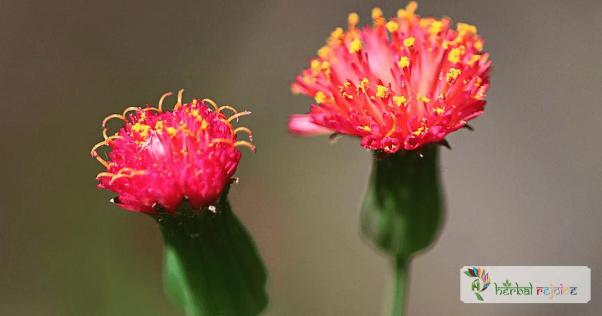 scientific name : Amaranthus caudatus common name : tassel flower uses : piles, strangury(painful urination), dropsy(edema), anasarca(swelling), ulcer and diarrhea.
