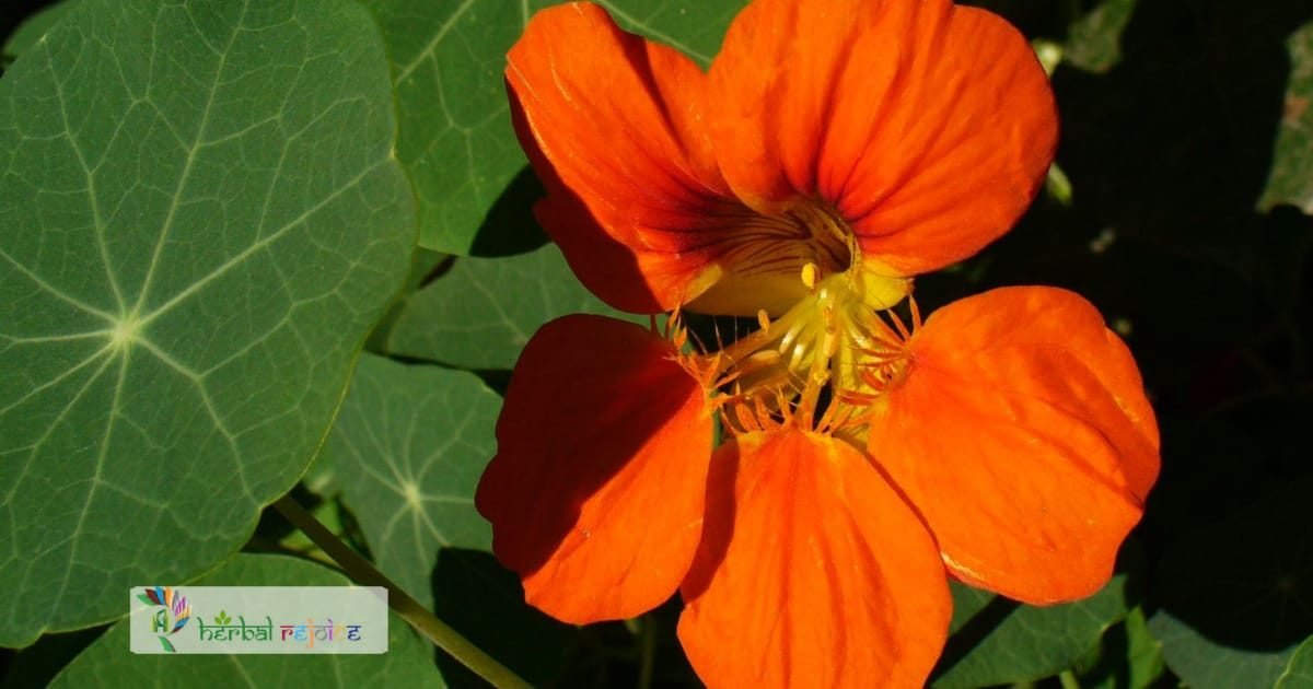scientific name : Trapoleum majus common name : Garden Nasturtium Uses : can be used to boost the body's immunity, alleviate catarrh, and expel phlegm. The flowers are effective in healing wounds.