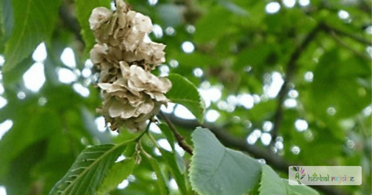scientific name : ulmus wallichiana common name : himalayan elm uses : effective remedy for gastric or duodenal ulcers. Its topical application helps promote healing of burns and skin eruptions