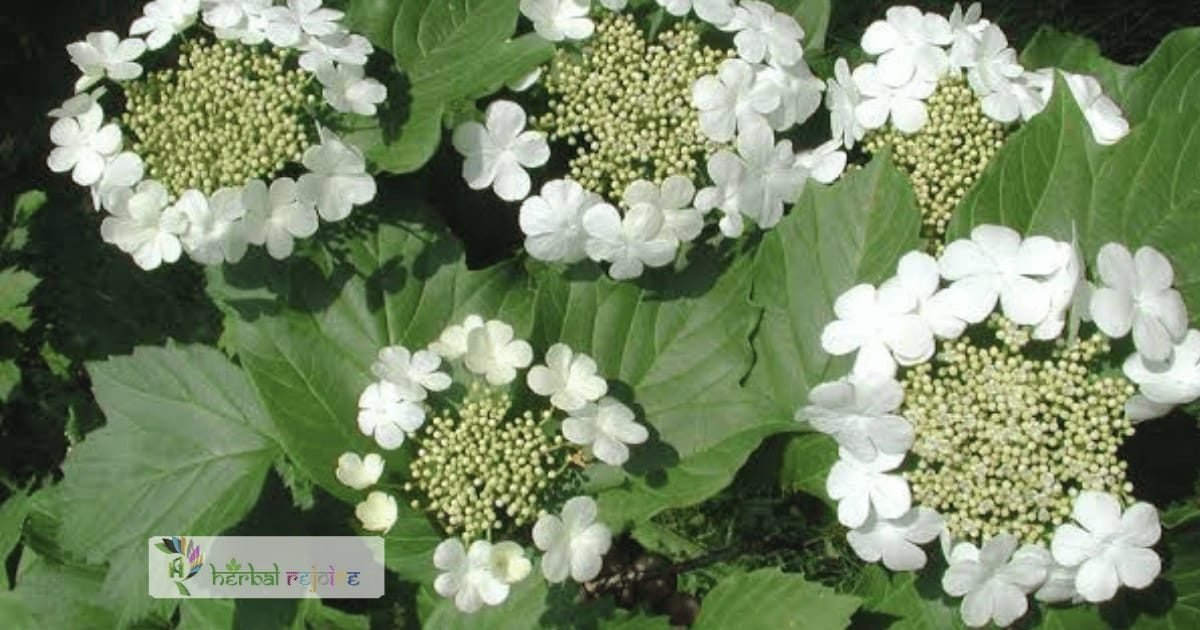 scientific name : viburnum opulus common name : crampbark uses : used as a uterine sedative in functional uterine disorders.